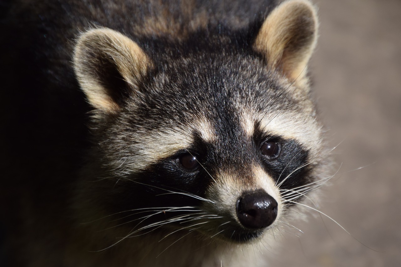 raccoon animal close free photo