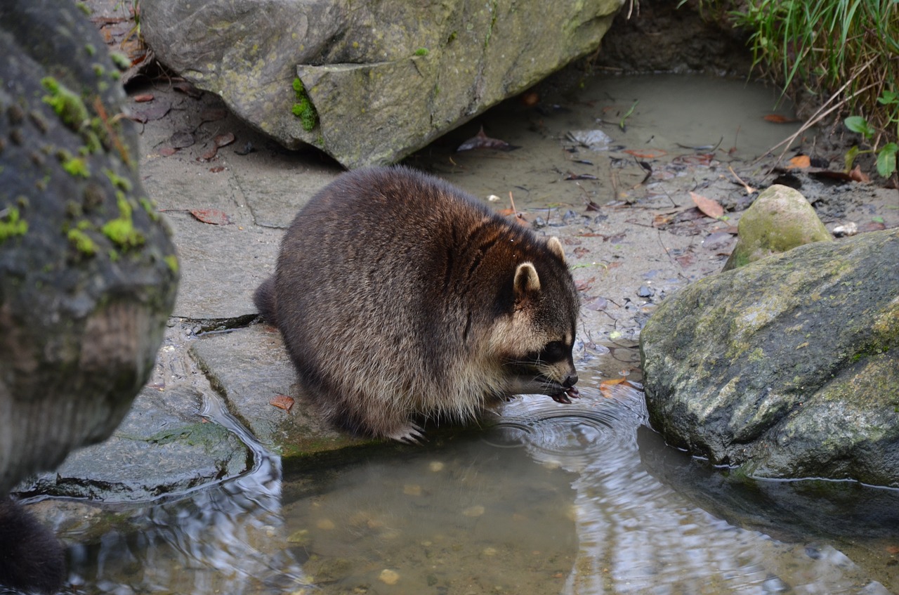 raccoon germany wild animal free photo