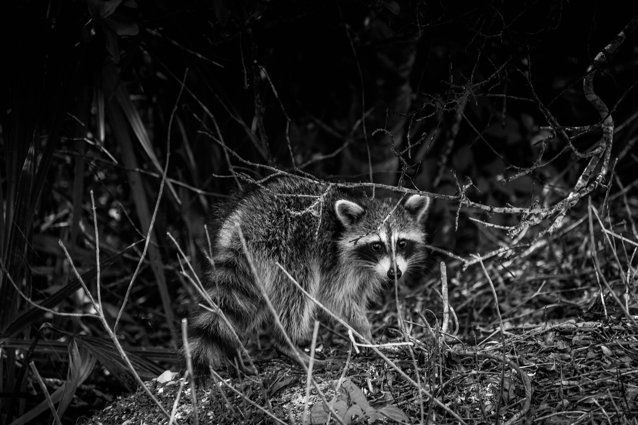 raccoon wildlife black and white free photo