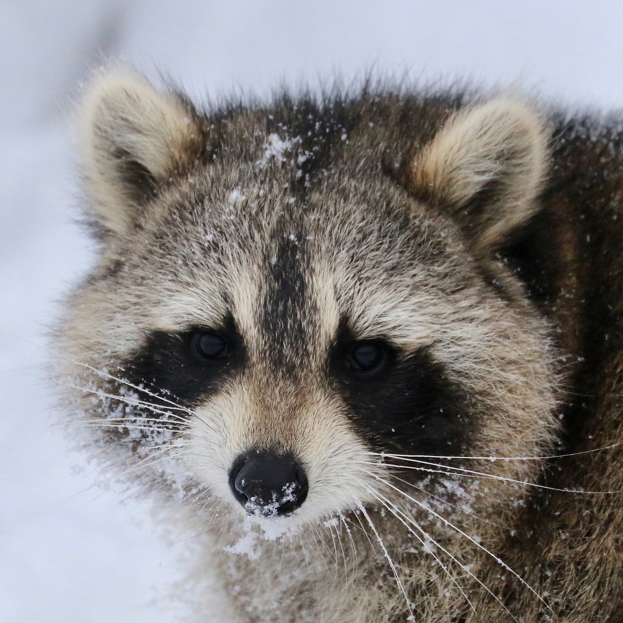 raccoon wildlife fur free photo
