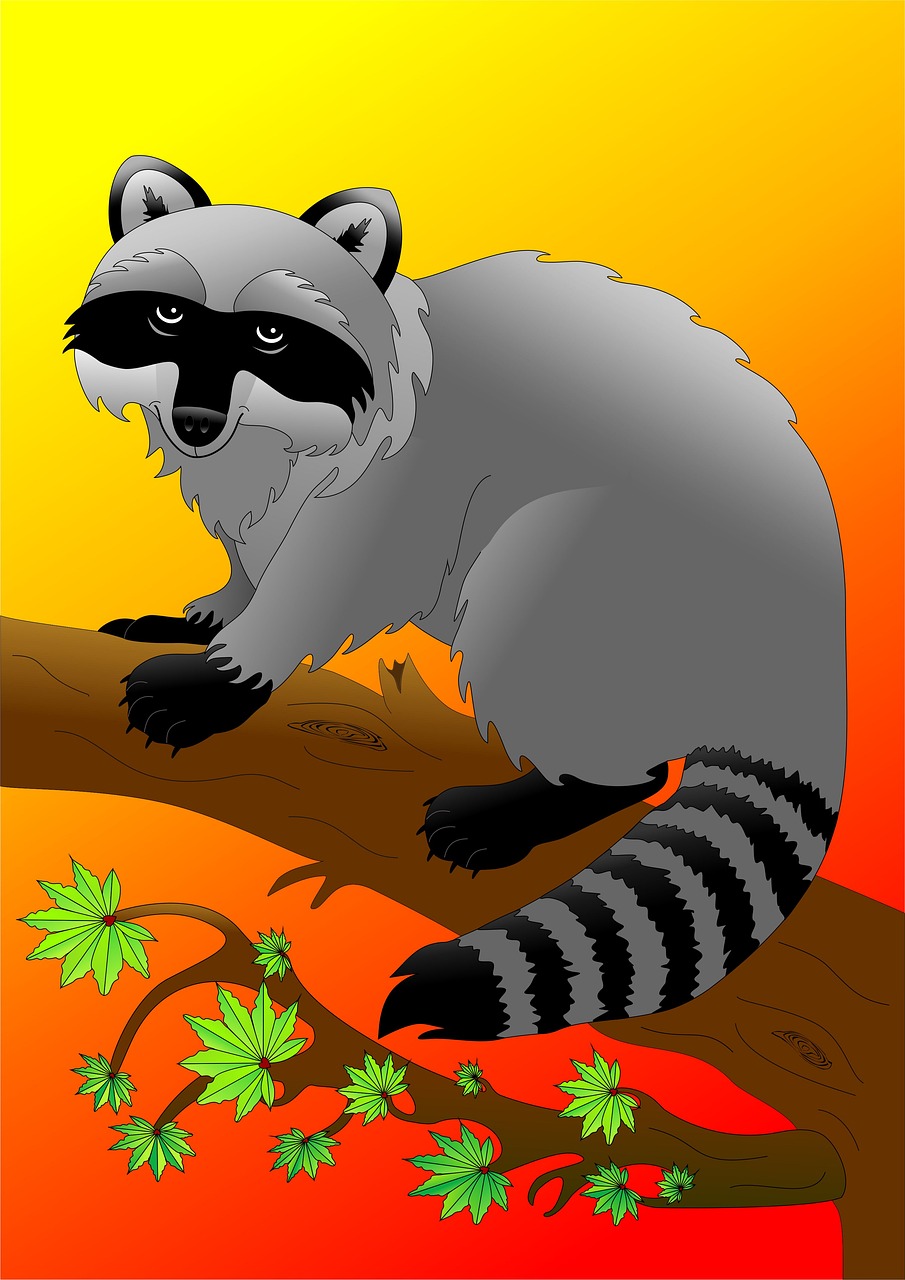 raccoon animal tree free photo