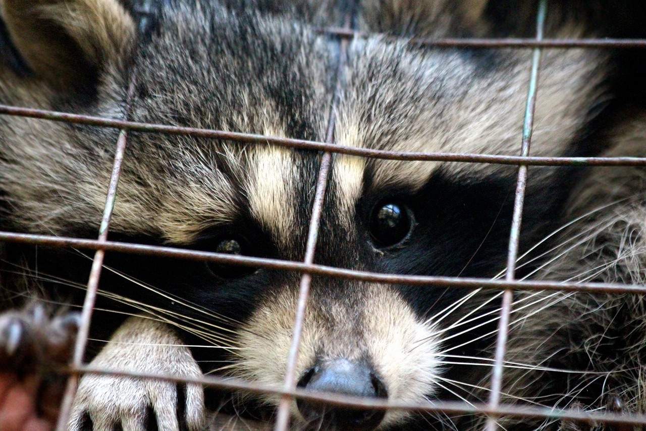 raccoon  procyon lotor  raccoon gargle free photo