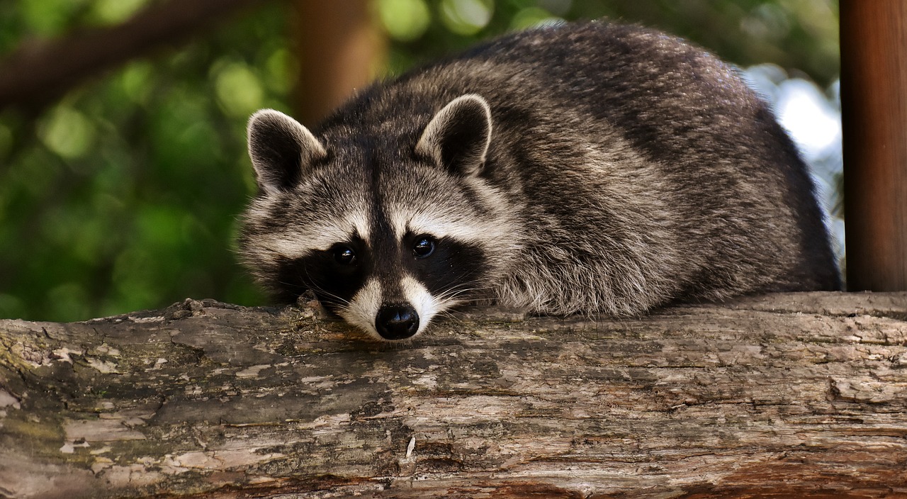 raccoon  wild animal  furry free photo