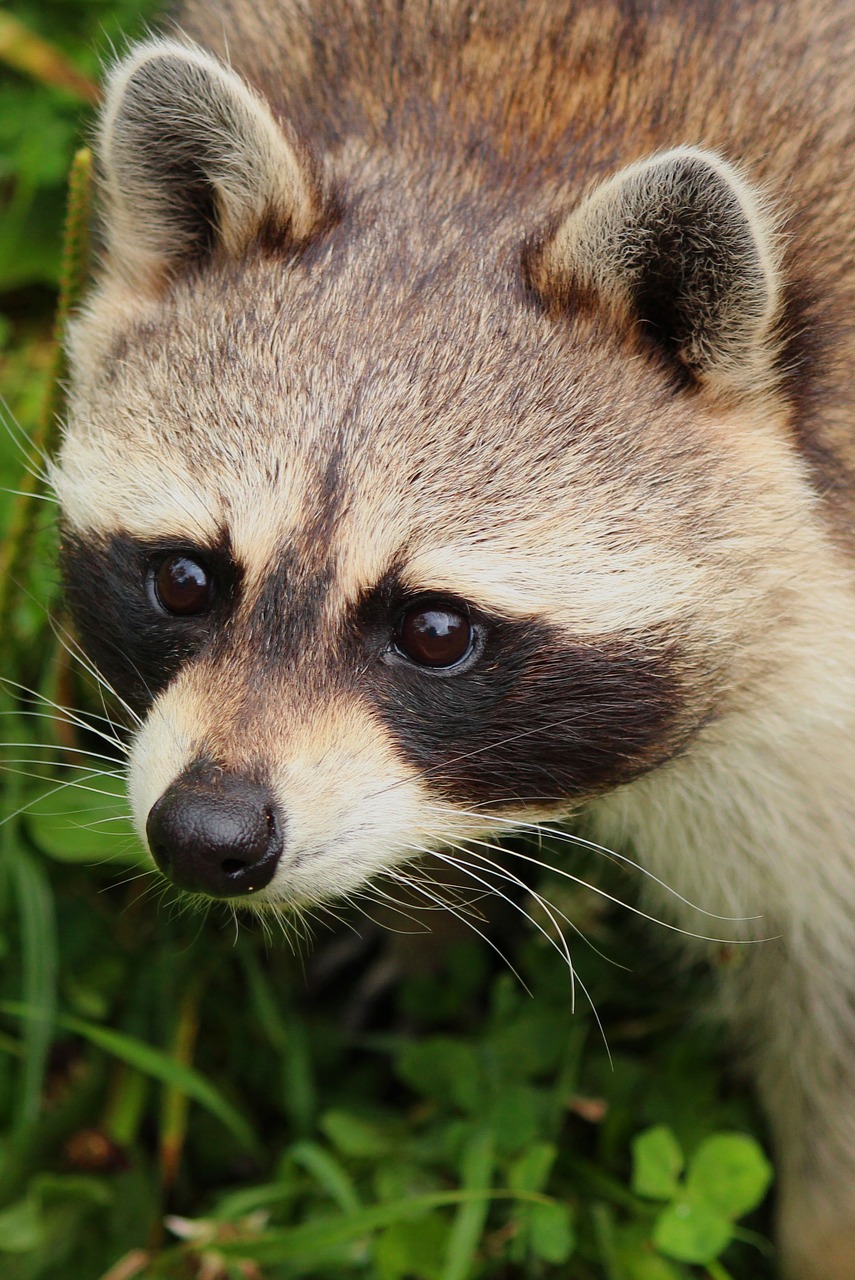 raccoon  animal  nature free photo