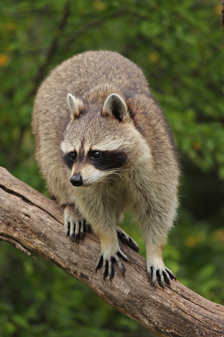 raccoon  animal  tree free photo