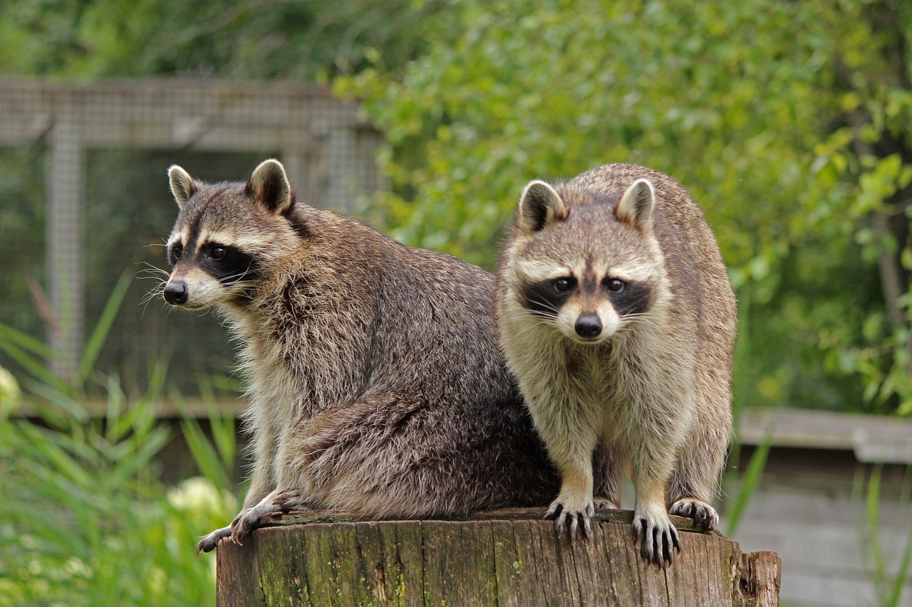 raccoon  animal  nature free photo