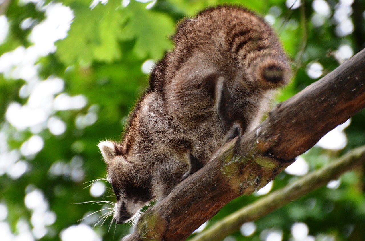 raccoon güstrow eco-park free photo