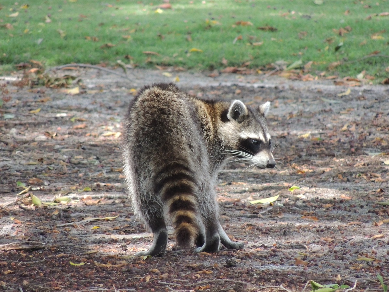 raccoon  wild animal  nature free photo