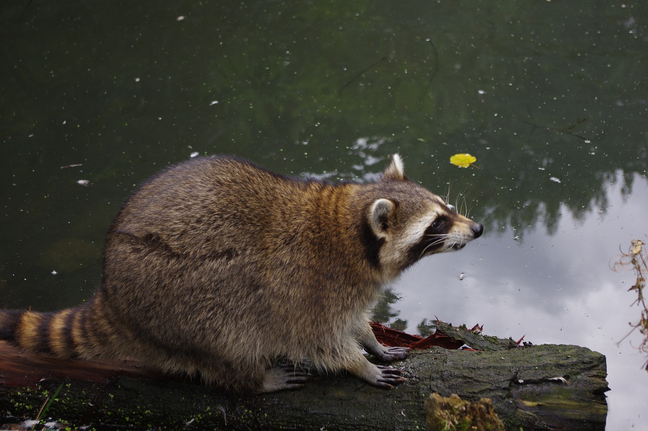 raccoon  water  animal free photo