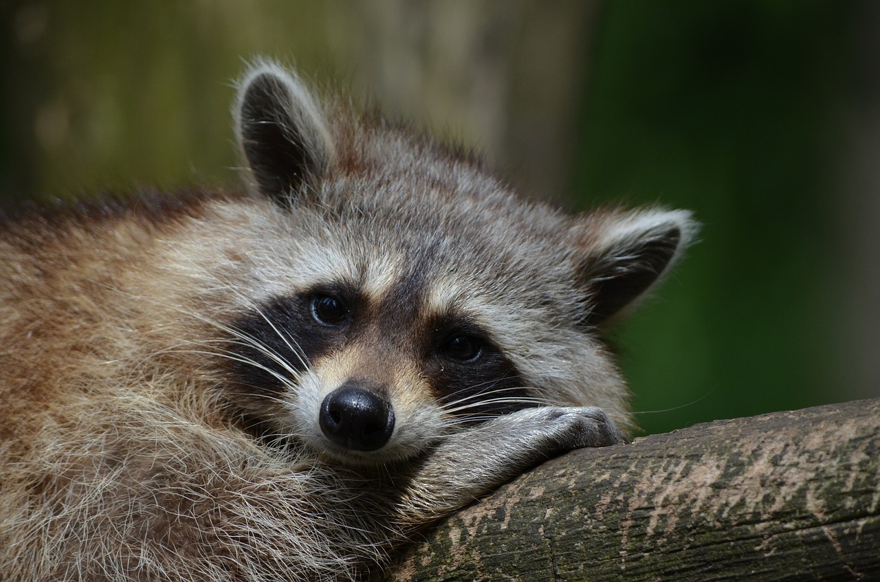 raccoon bear zoo free photo