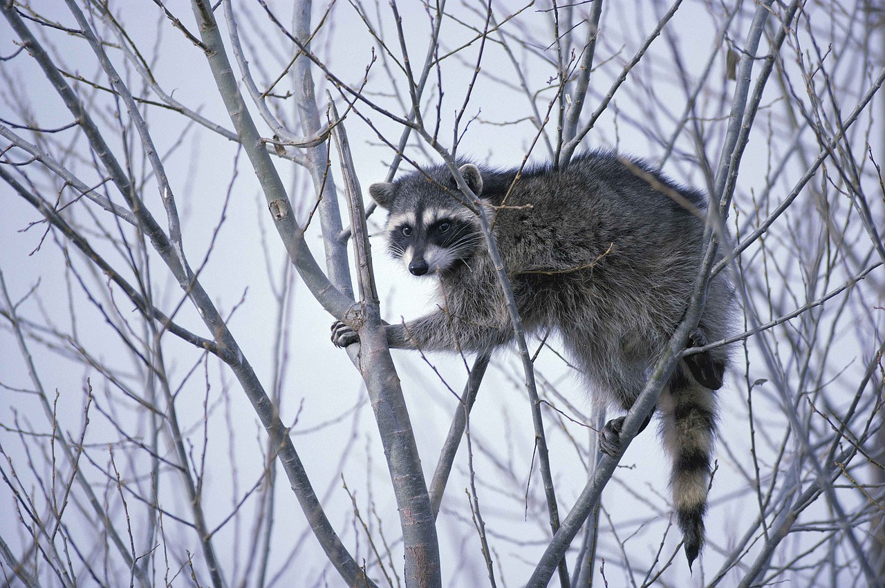 raccoon lotor procyon free photo