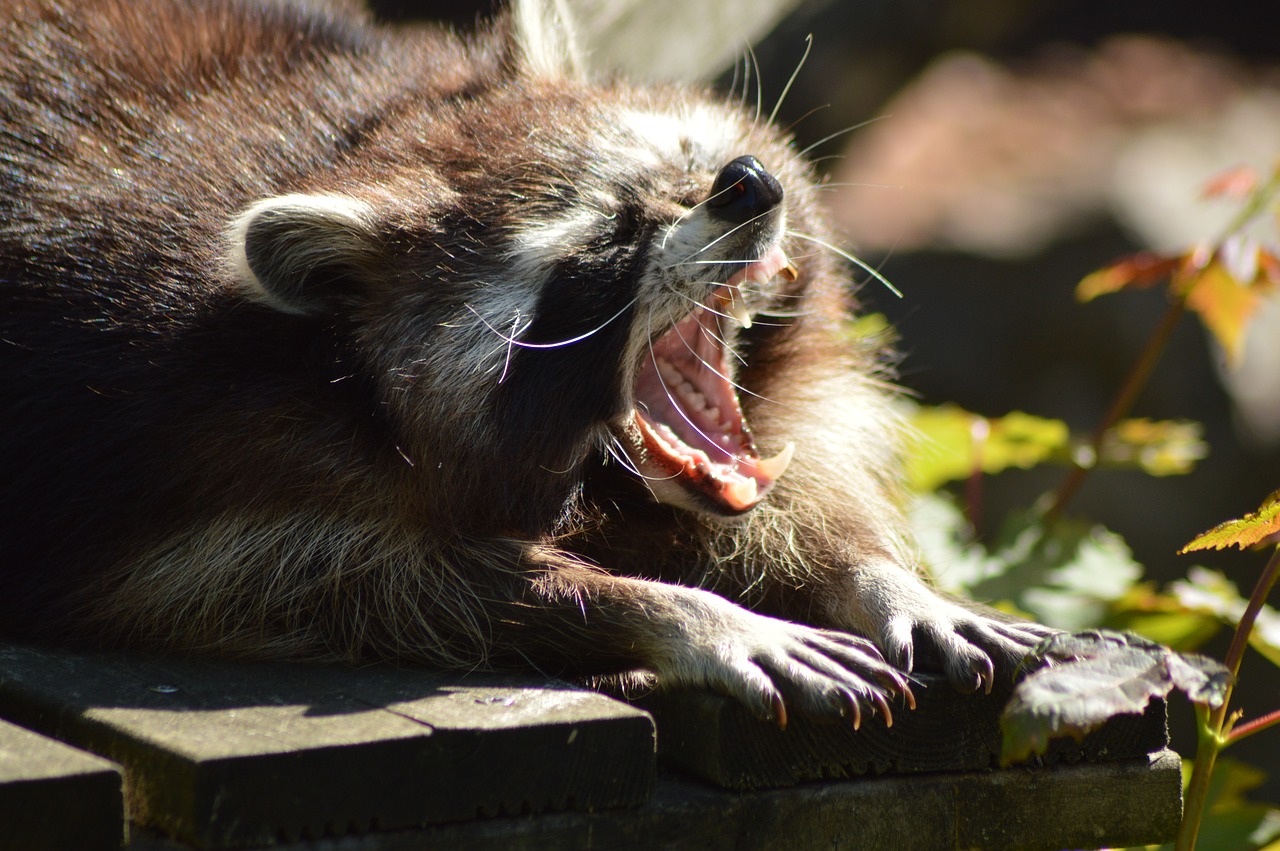 raccoon  yawn  teeth free photo