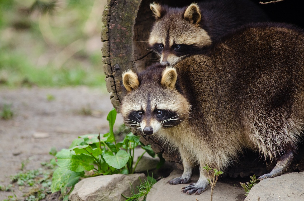 raccoon  wildlife  tree free photo