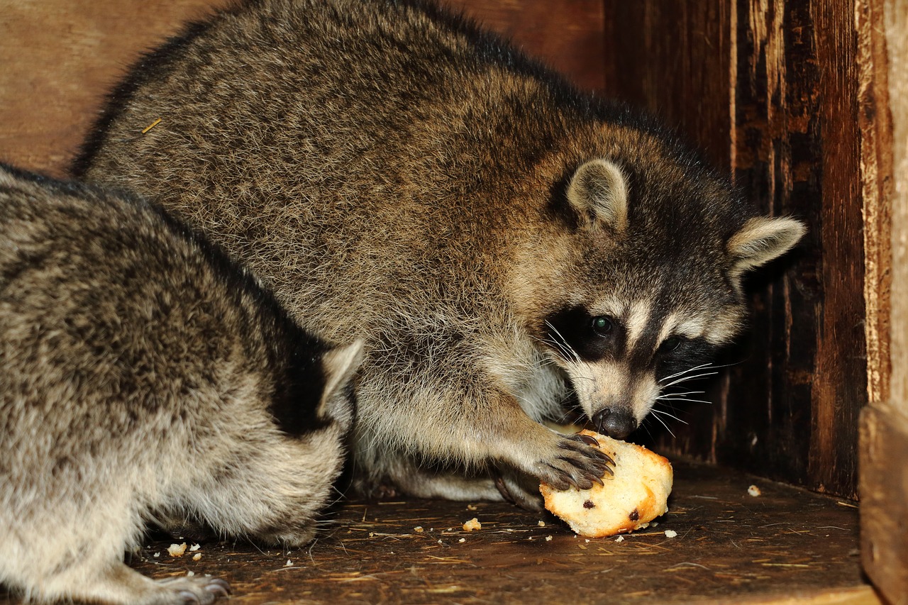 raccoon  animal  wildlife free photo