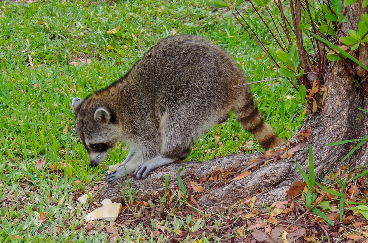 raccoon  snacking  food free photo