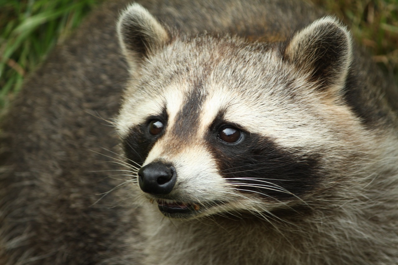 raccoon  head  animals free photo