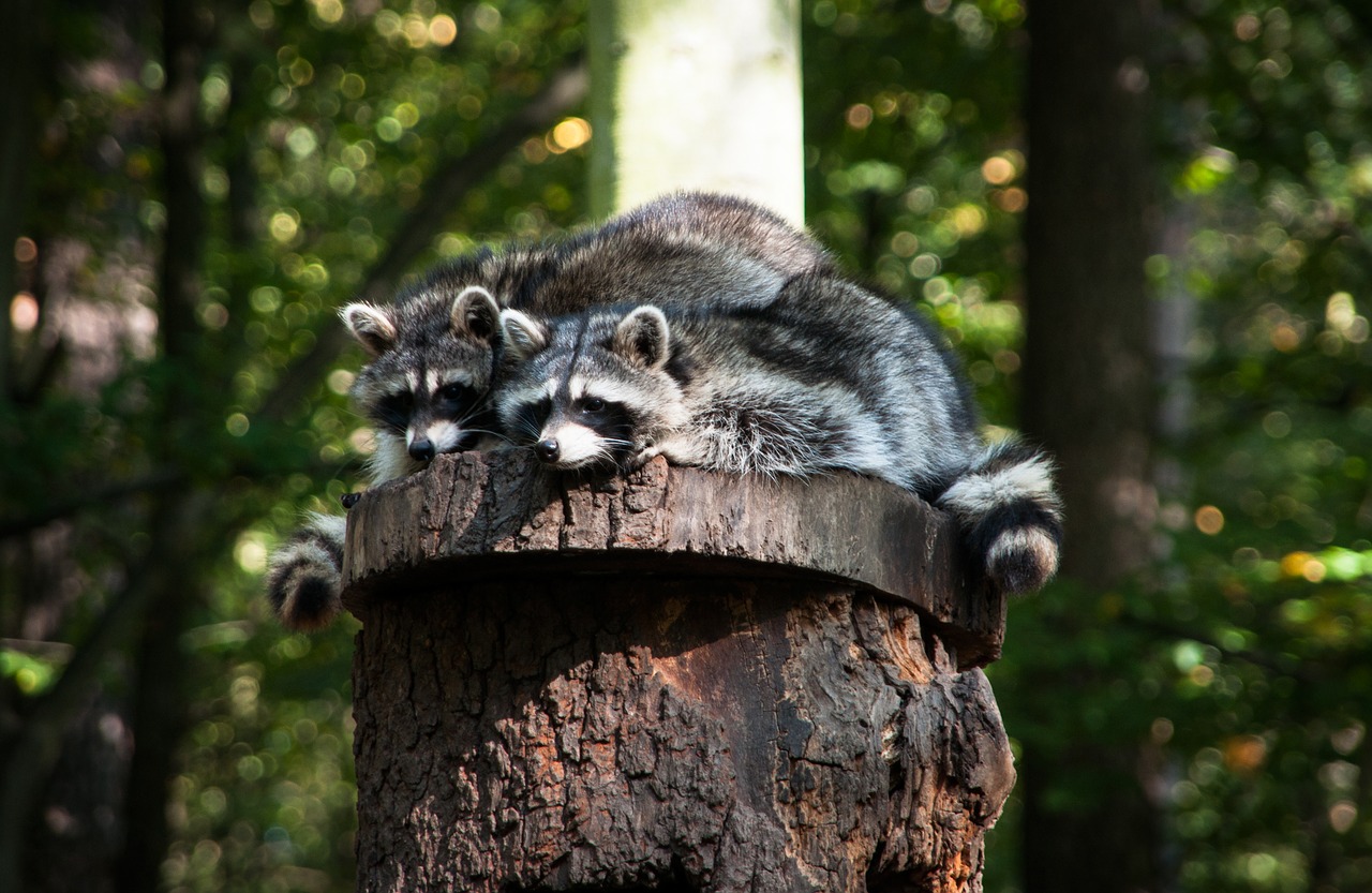 raccoon  wild animal  animals free photo