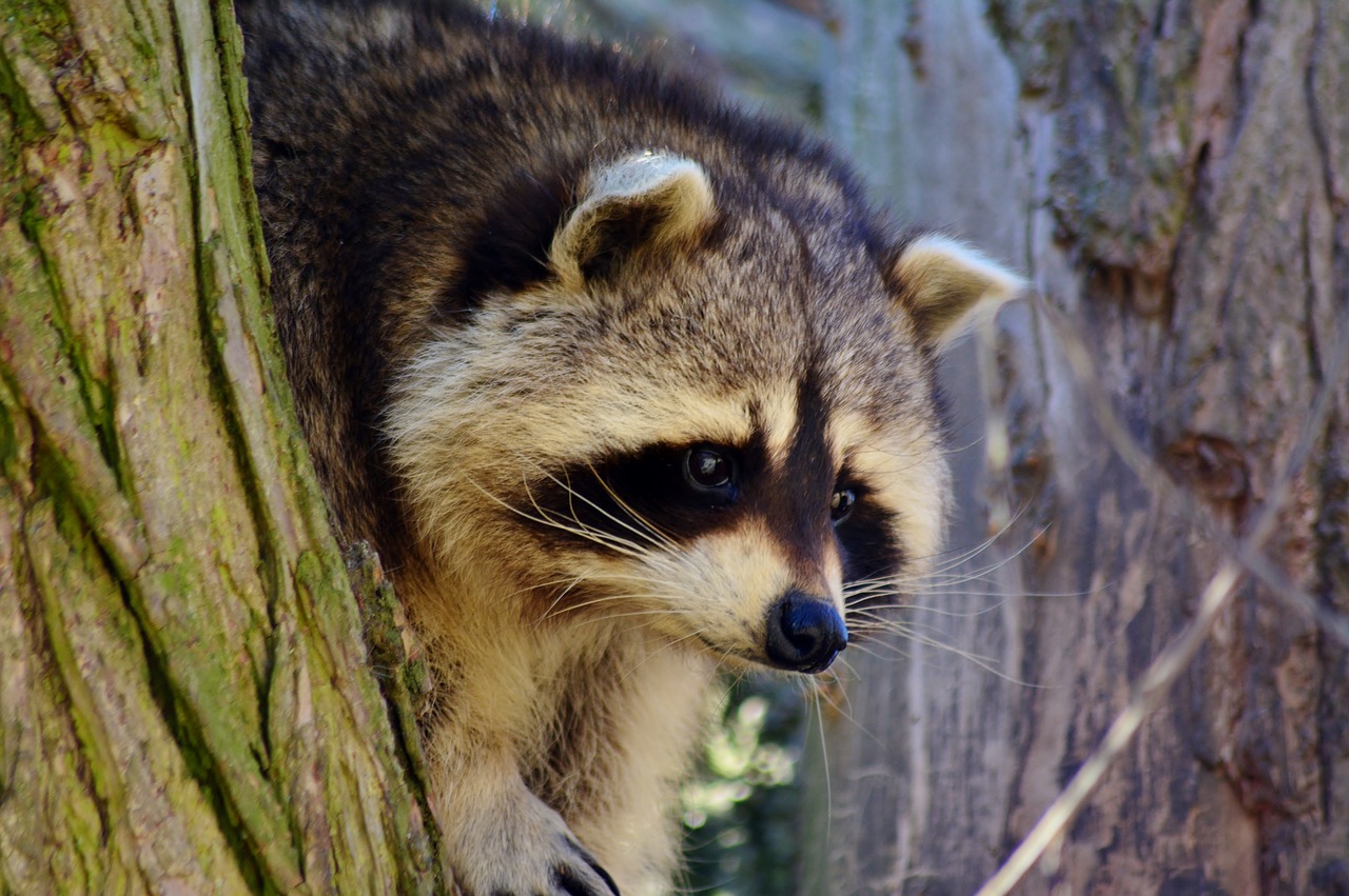 raccoon  tree  mask free photo