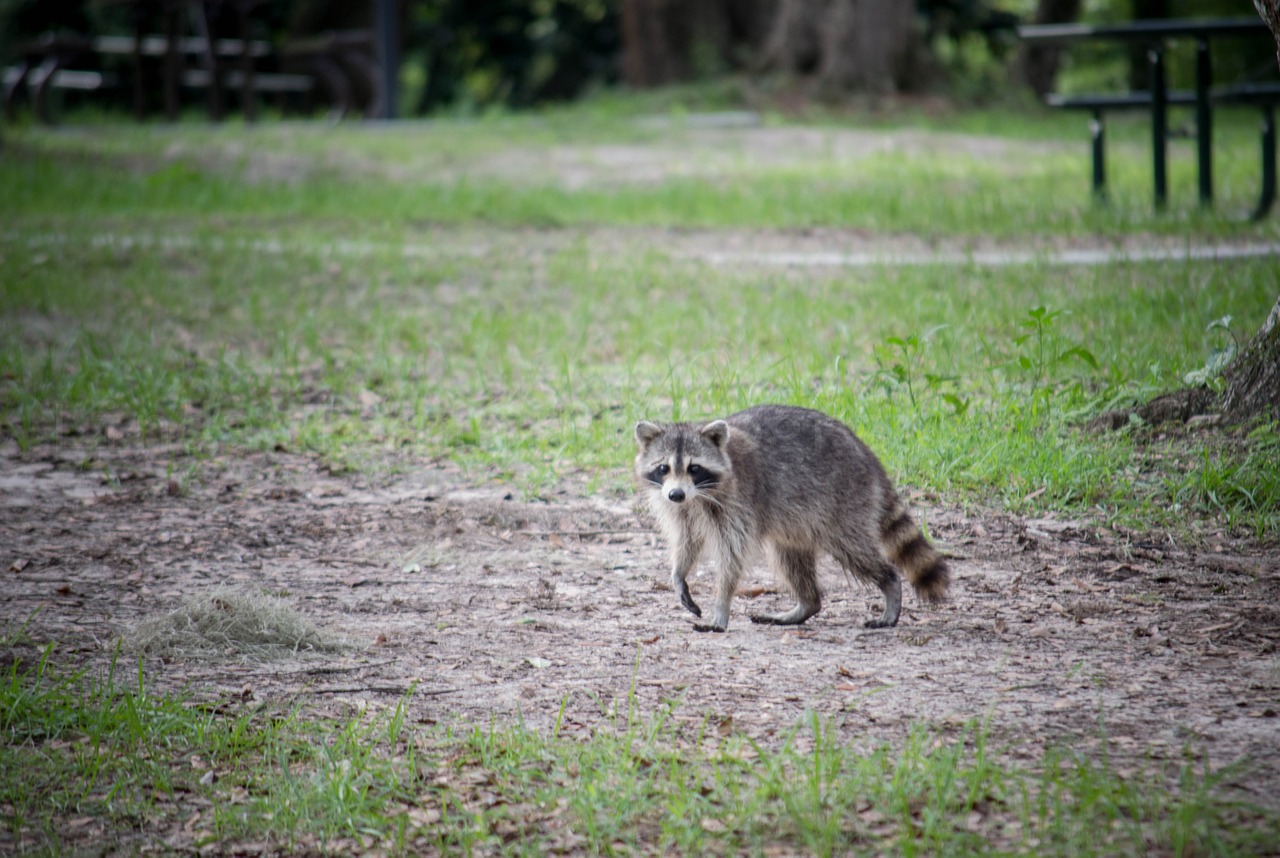 raccoon animal mammal free photo