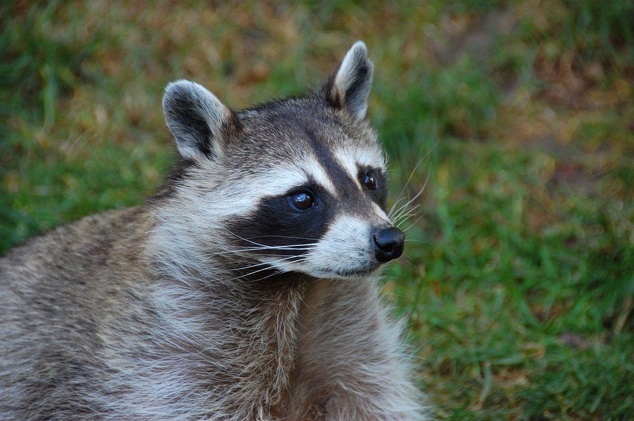 raccoon  animal  nature free photo