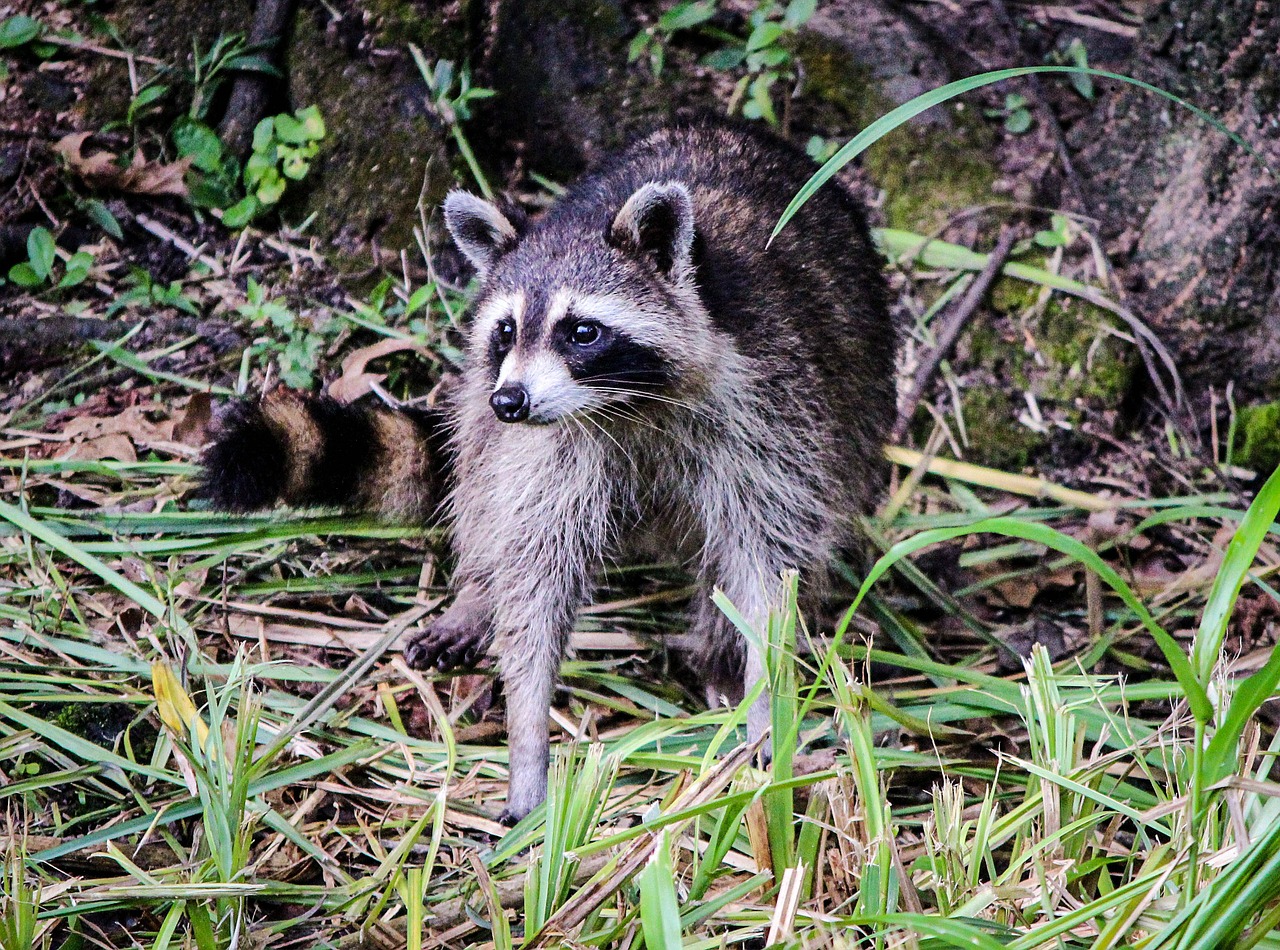 raccoon coon north american raccoon free photo