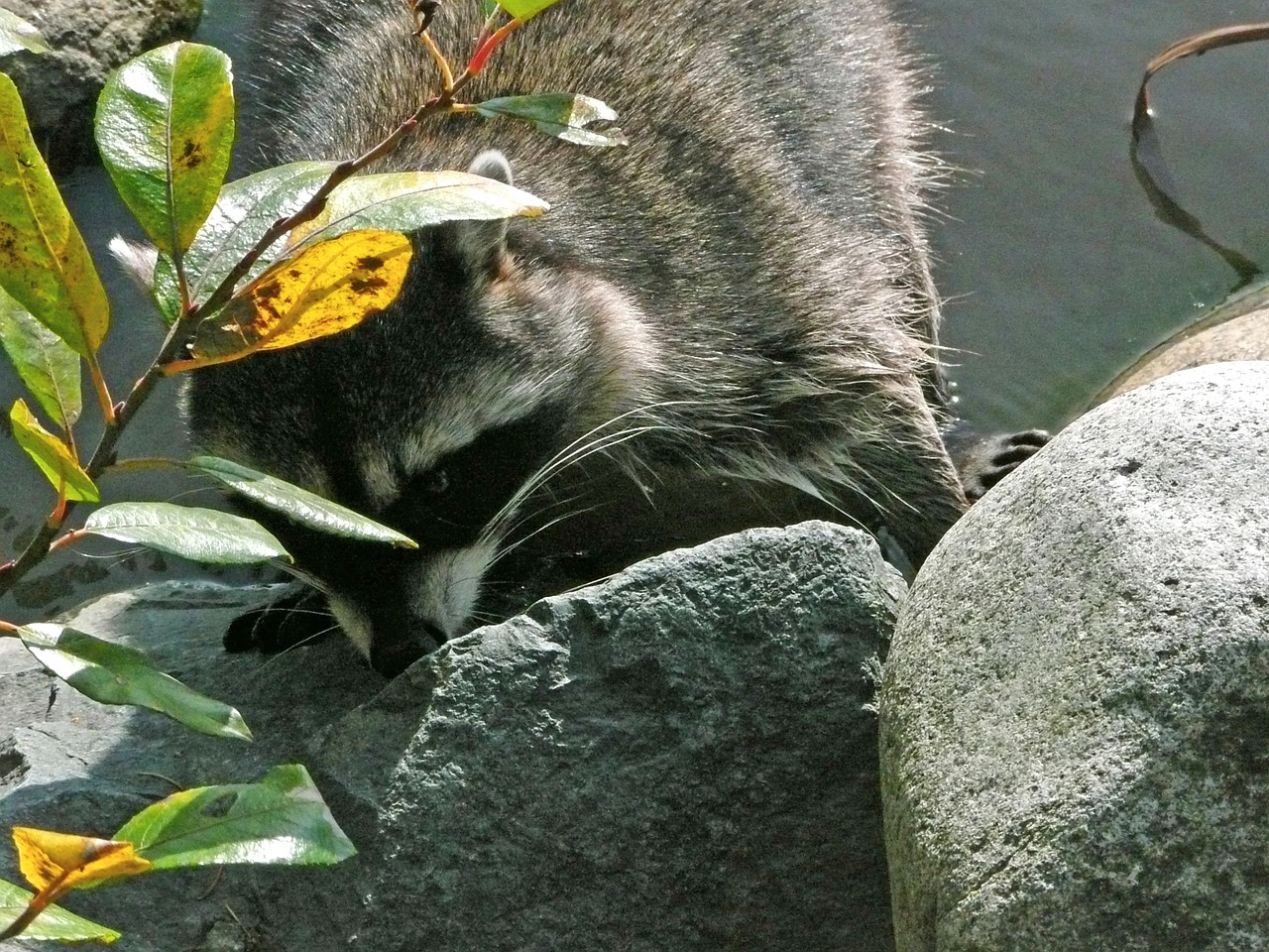 raccoon animal wildlife free photo