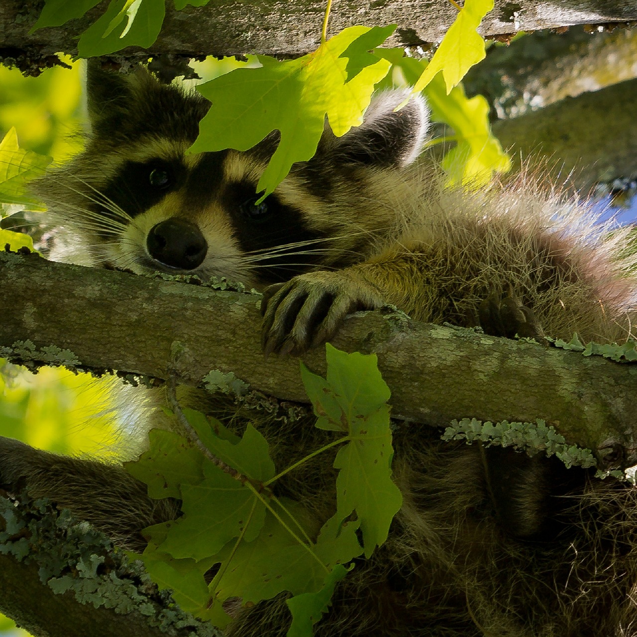 raccoon tree face free photo