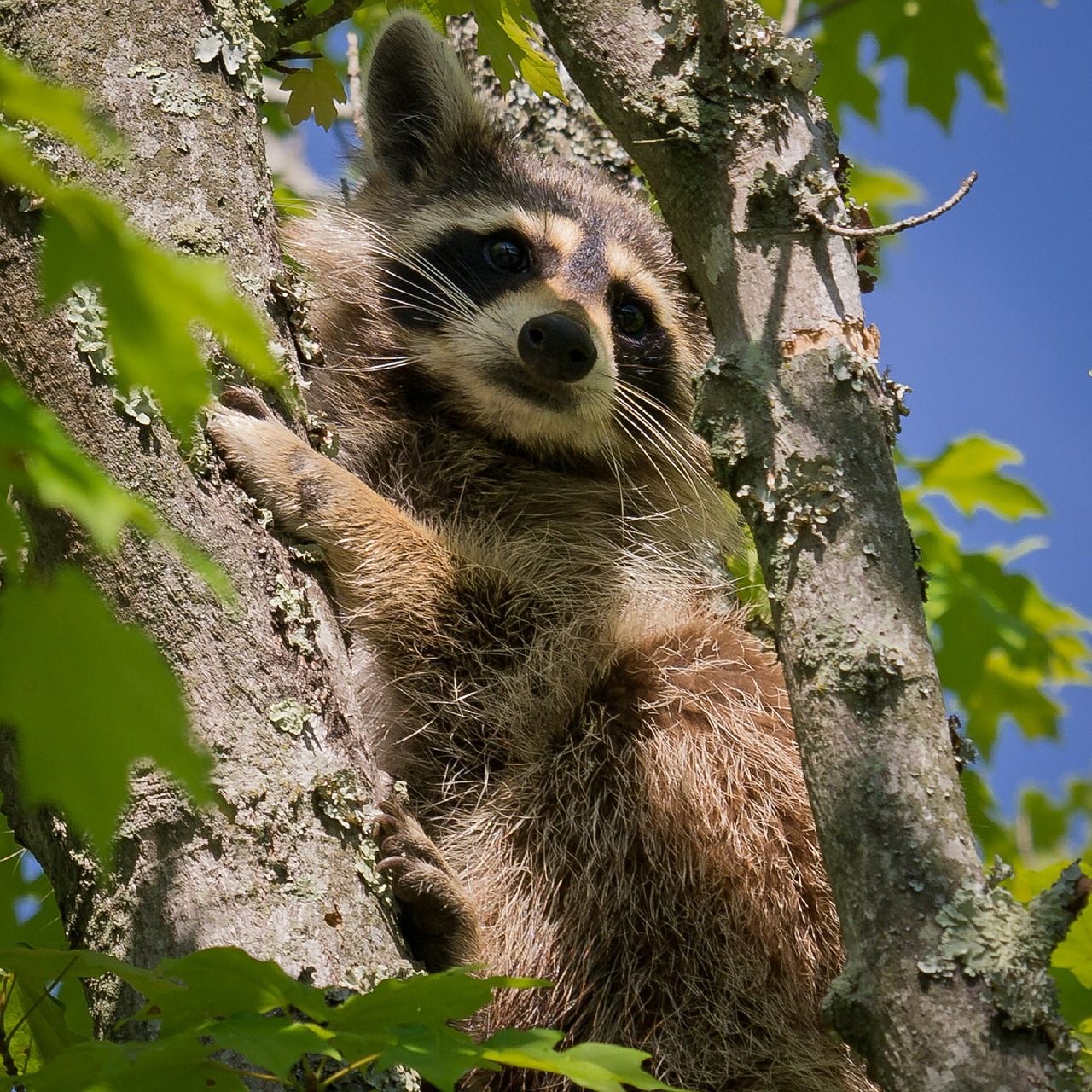 raccoon tree face free photo