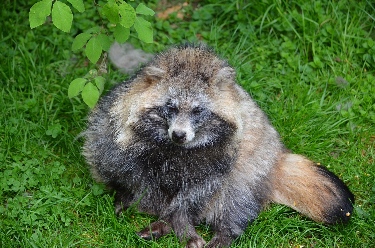 raccoon animal furry free photo
