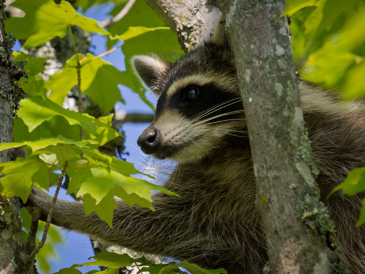 raccoon tree limb free photo