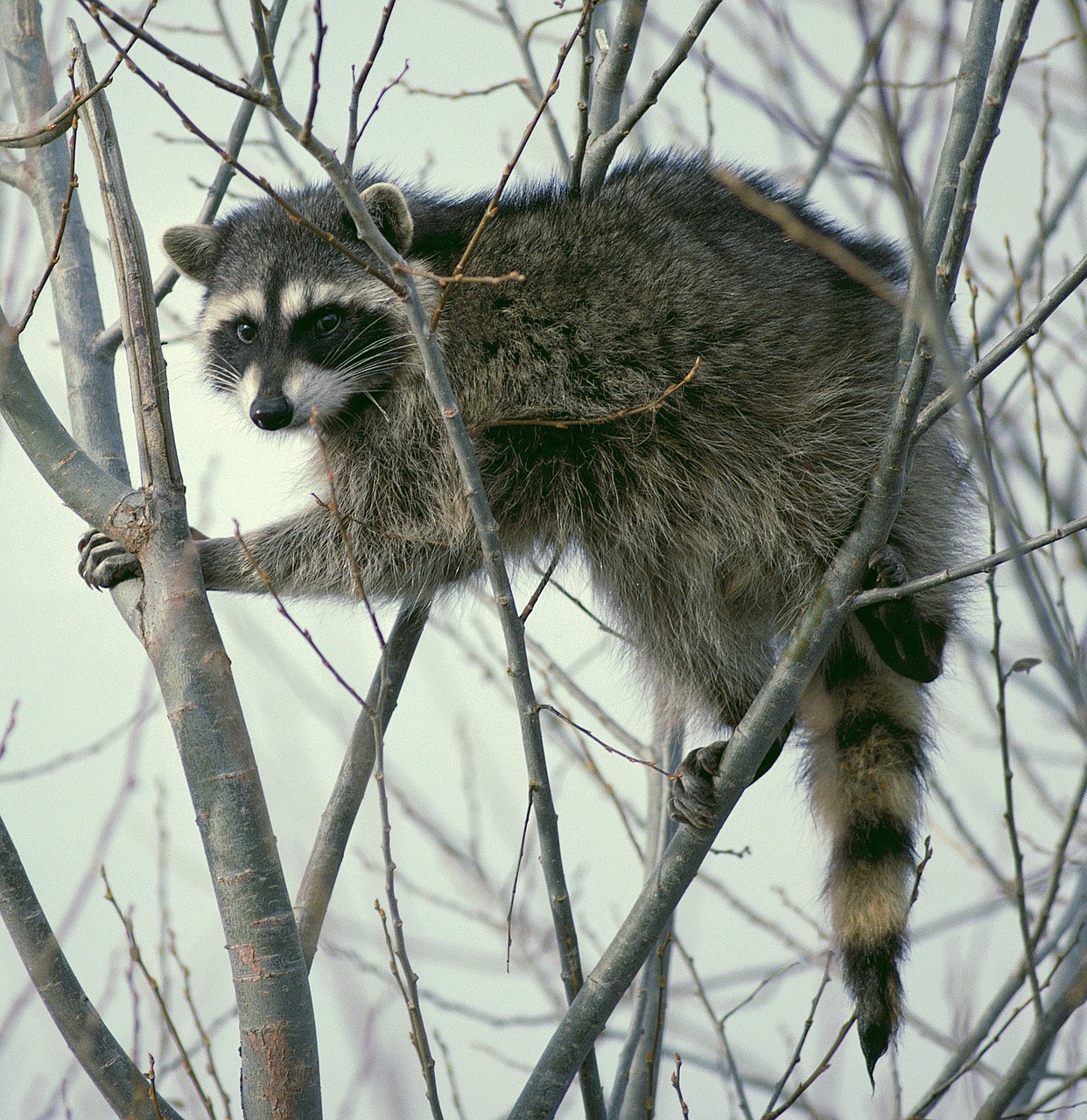 raccoon climbing tree free photo