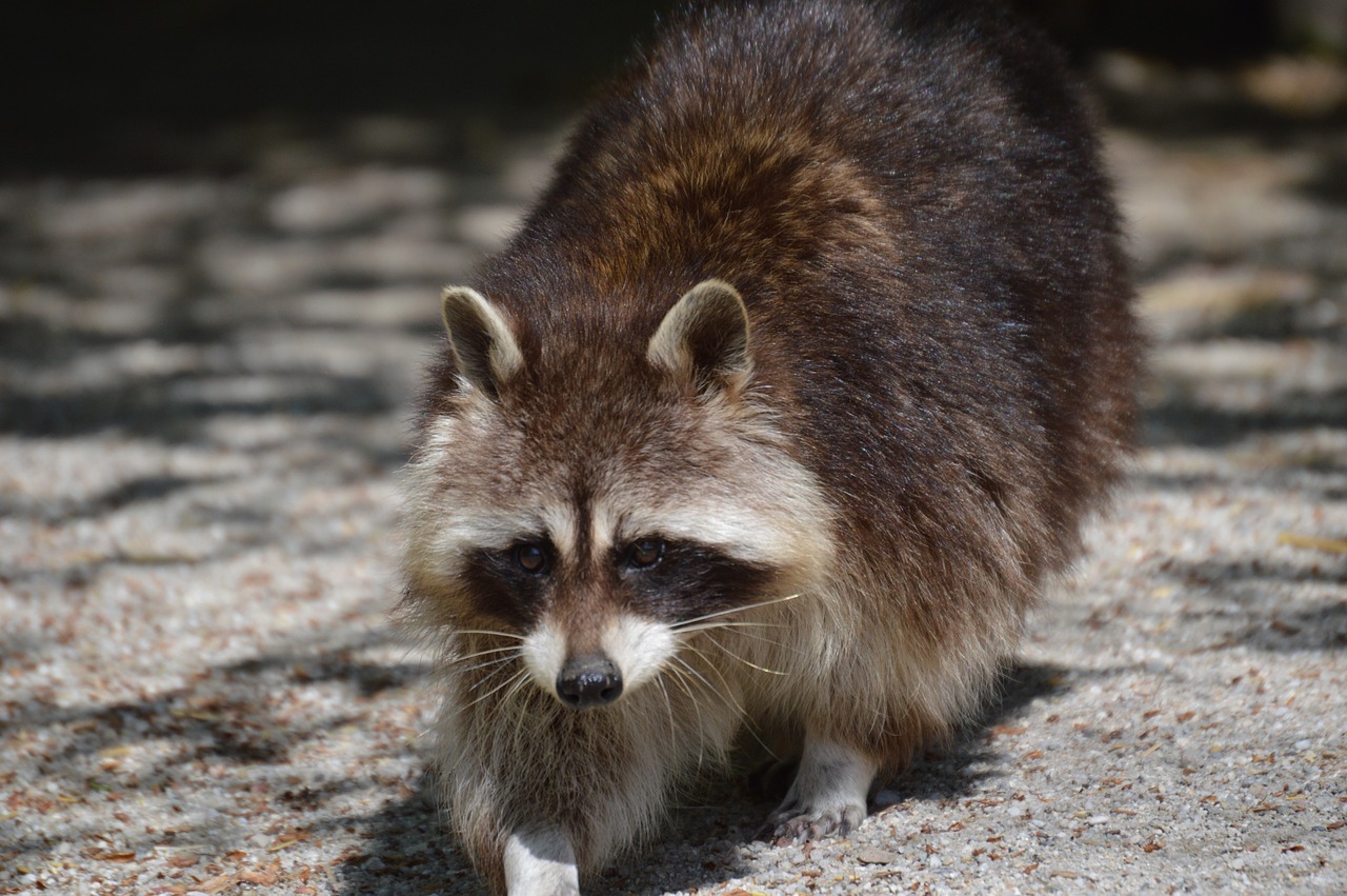 raccoon fur animal free photo