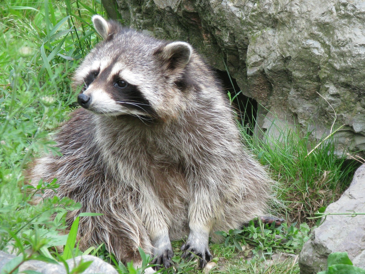 raccoon bear north america free photo