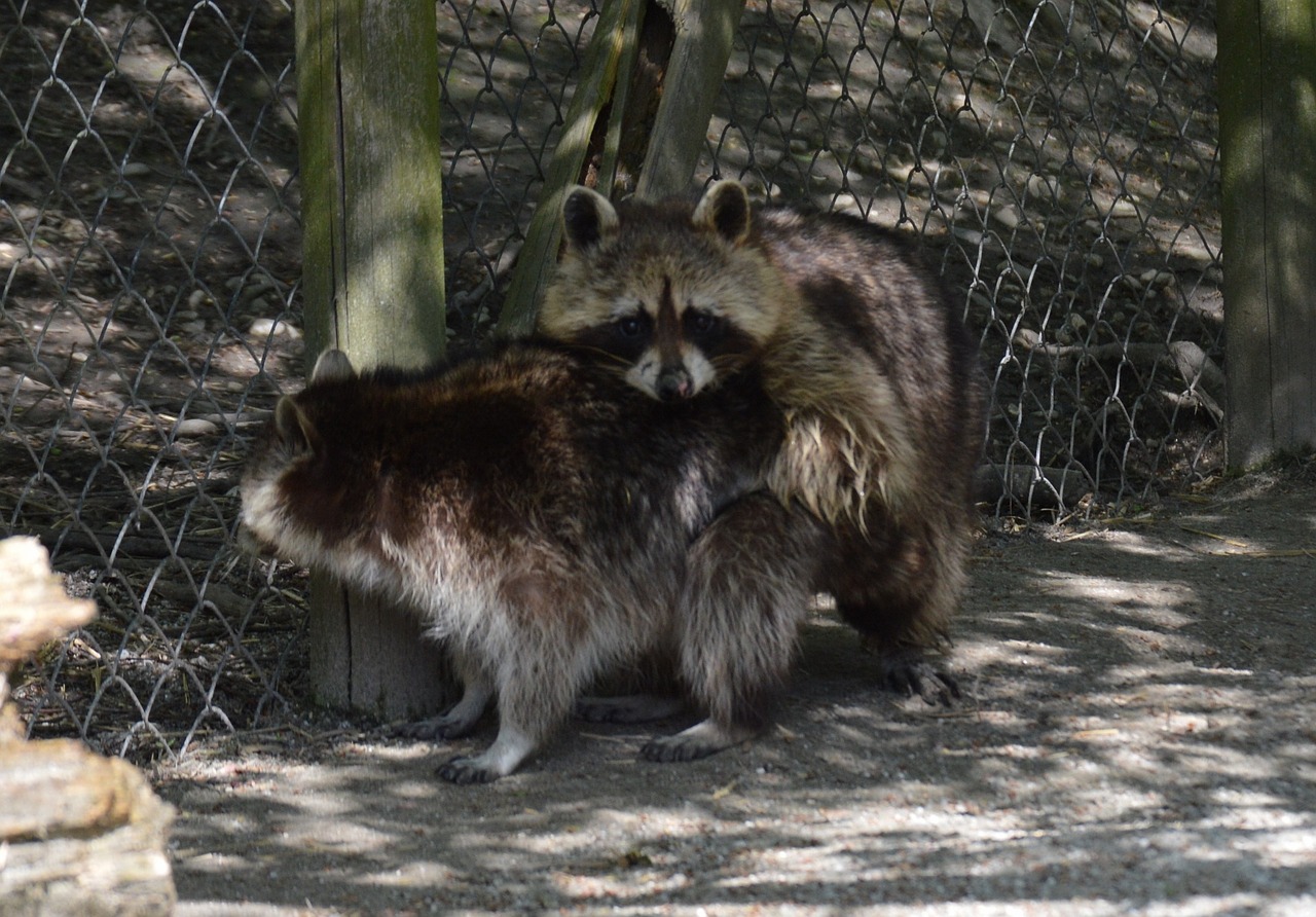 raccoon pair for two free photo