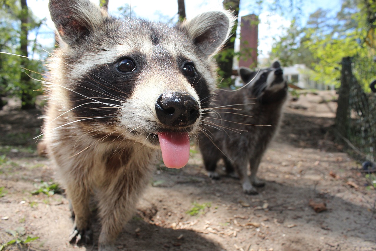 raccoon animal cute free photo