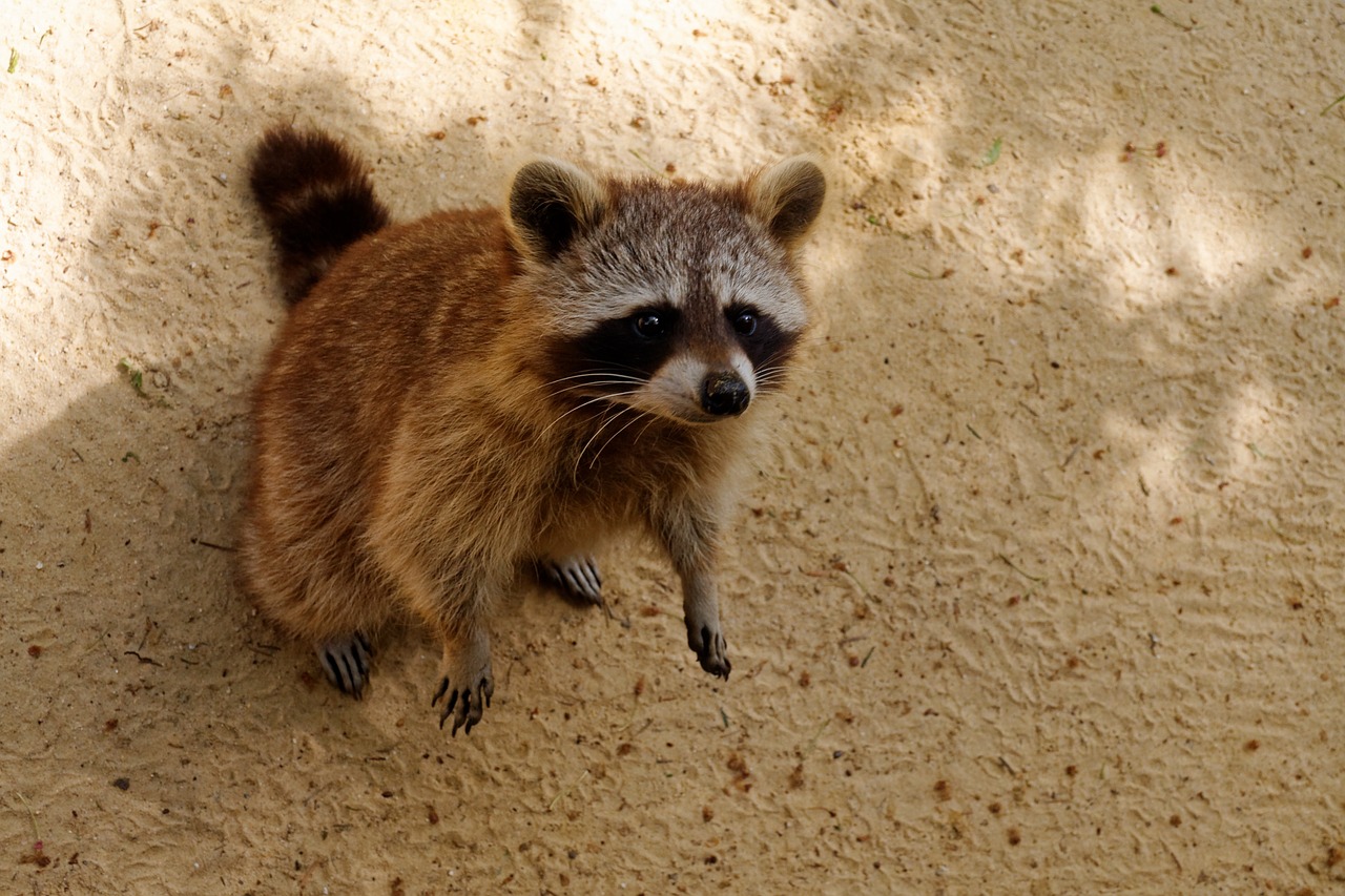 raccoon animal cute free photo