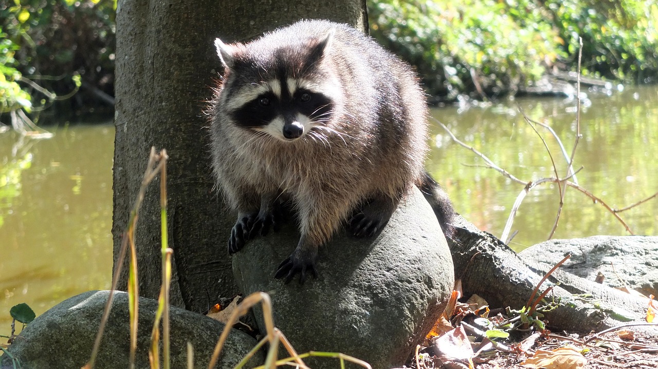 raccoon vancouver canada free photo