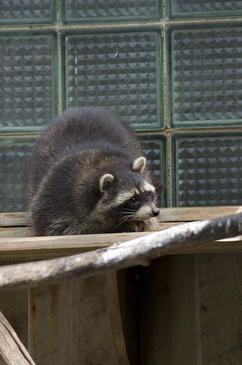 raccoon animal zoo free photo