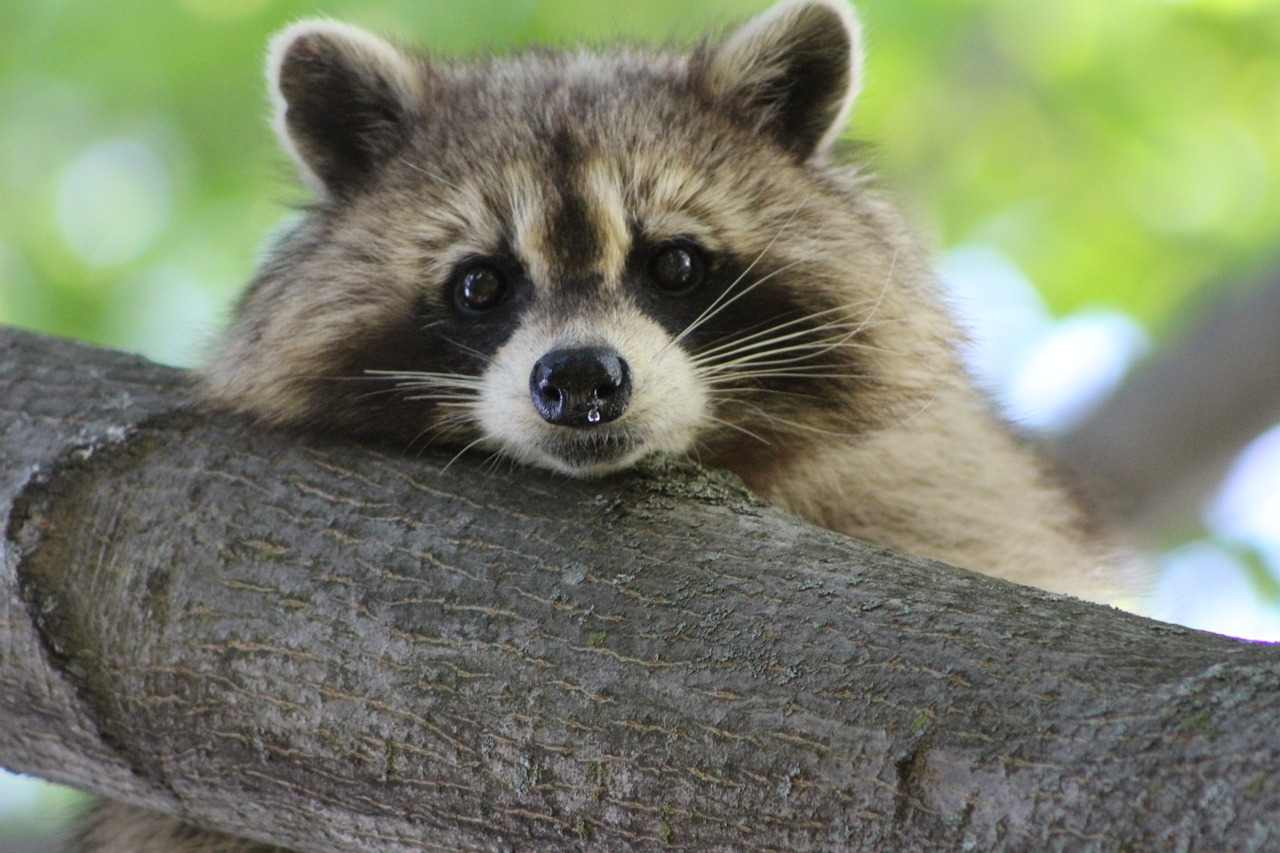 raccoon cute animal free photo