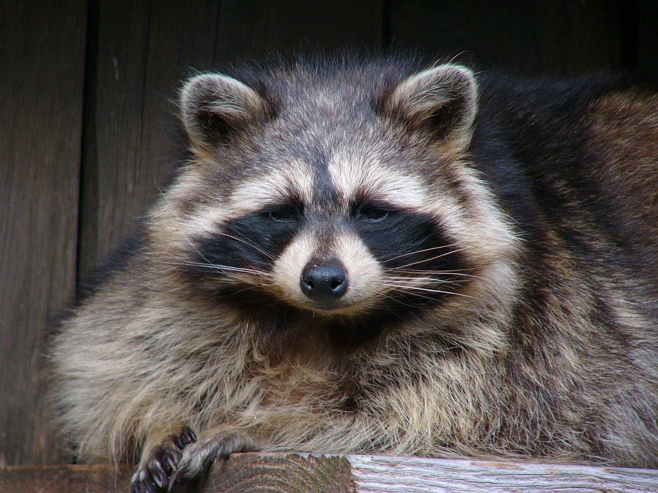 raccoon portrait wildlife free photo