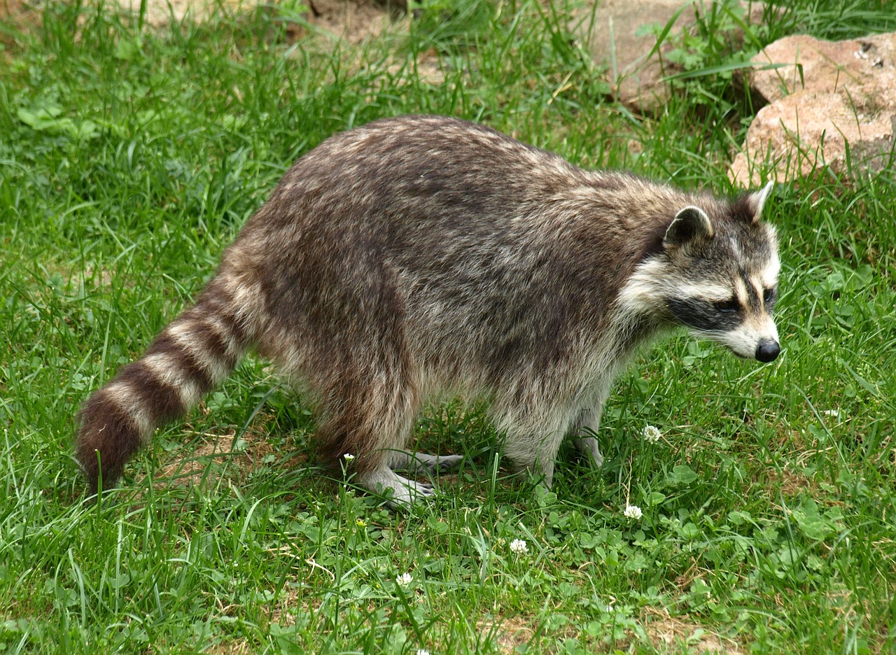 raccoon animal fur free photo