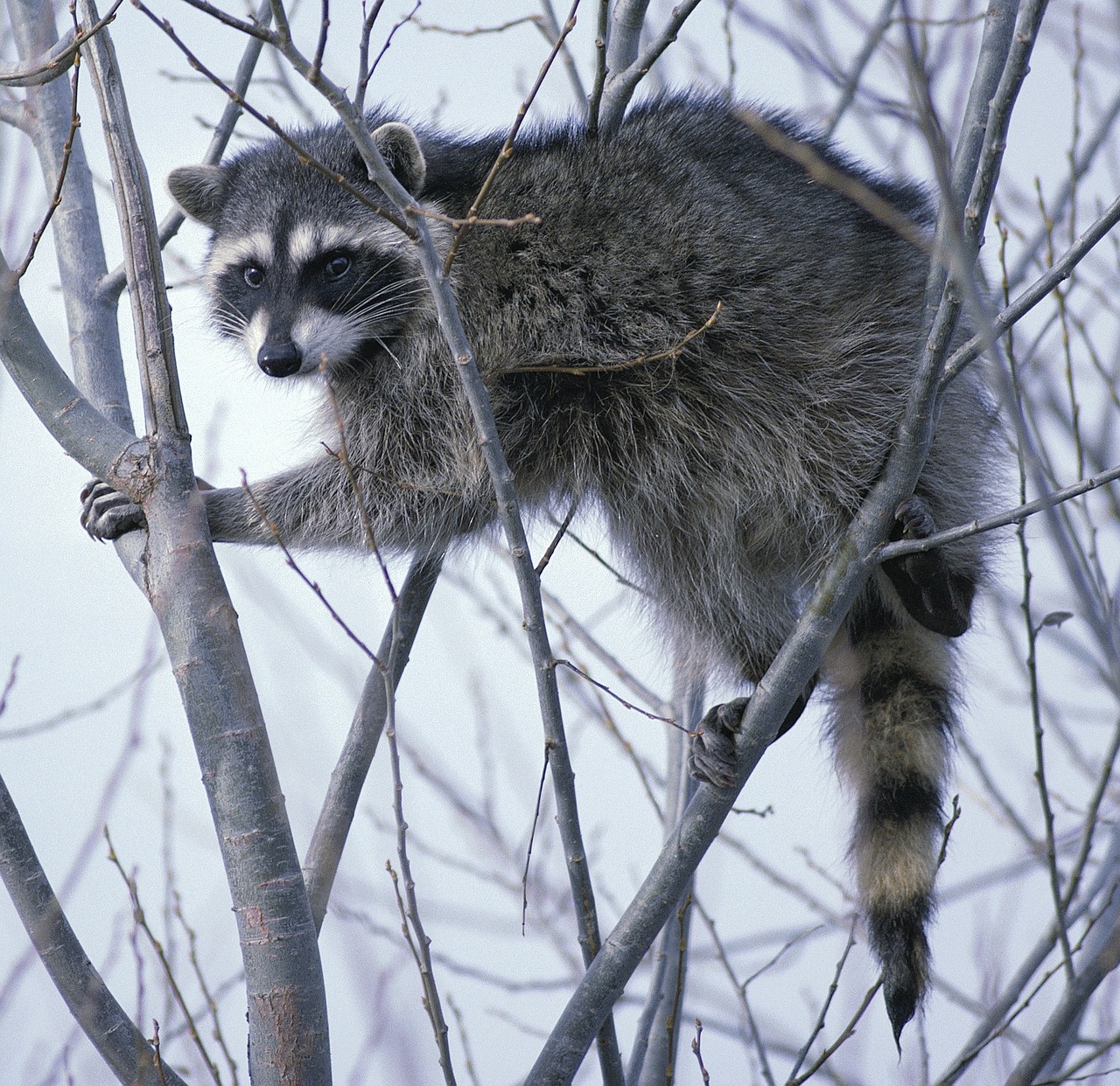 raccoon oregon tree free photo