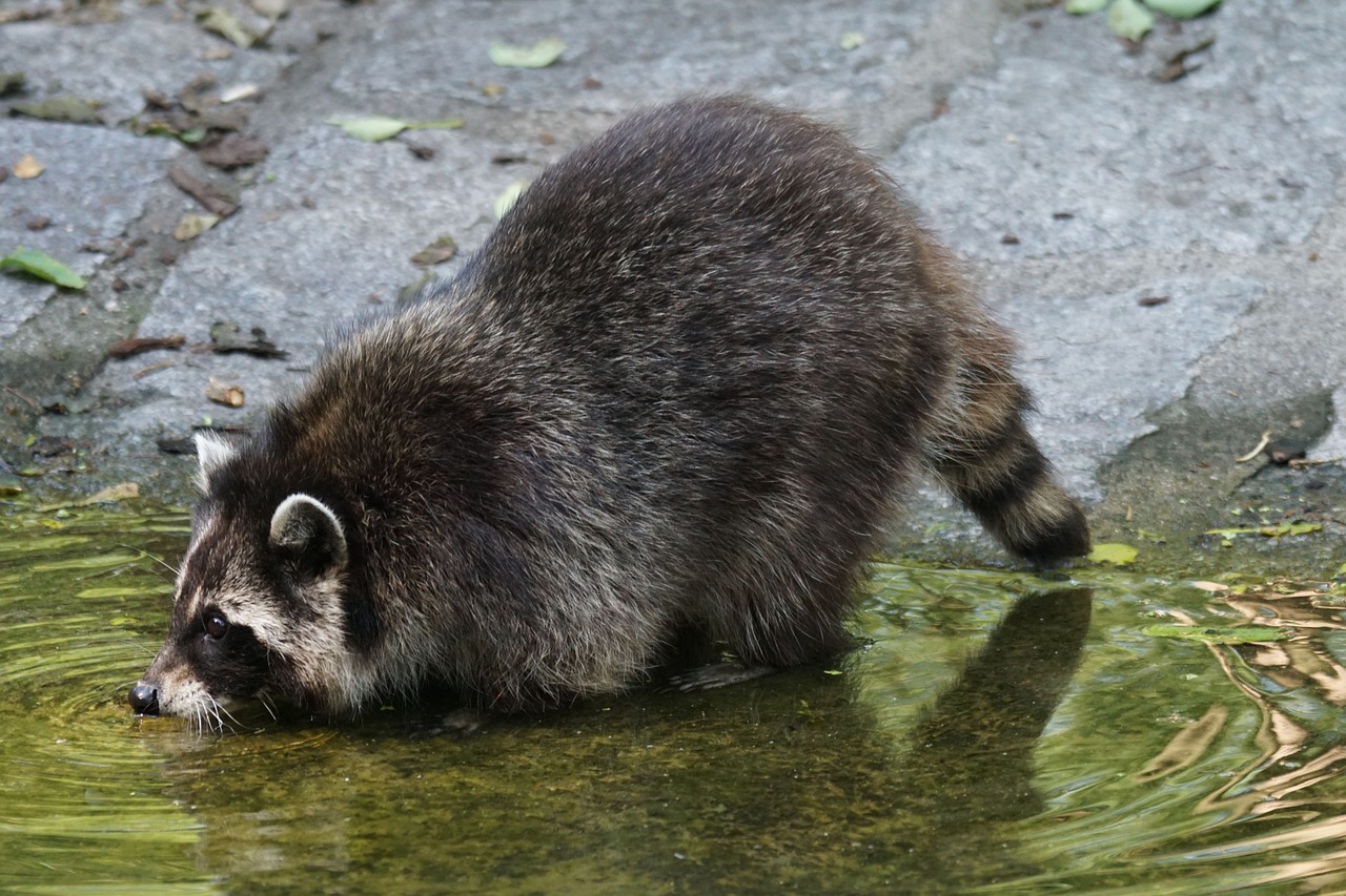 raccoon predator thirsty free photo