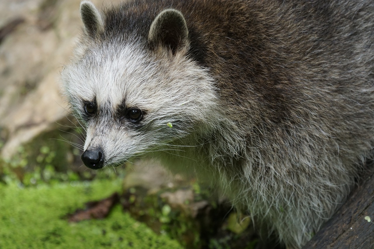 raccoon foraging zoo free photo