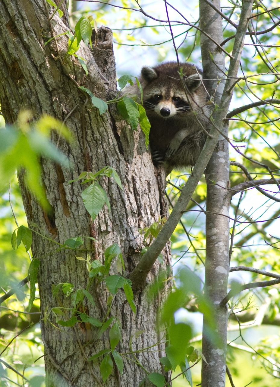 raccoon climbing tree free photo