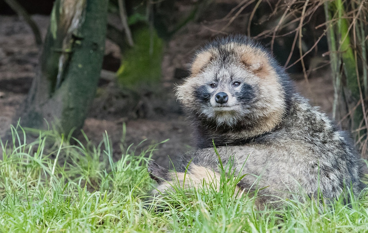 raccoon dog mangut tanuki free photo