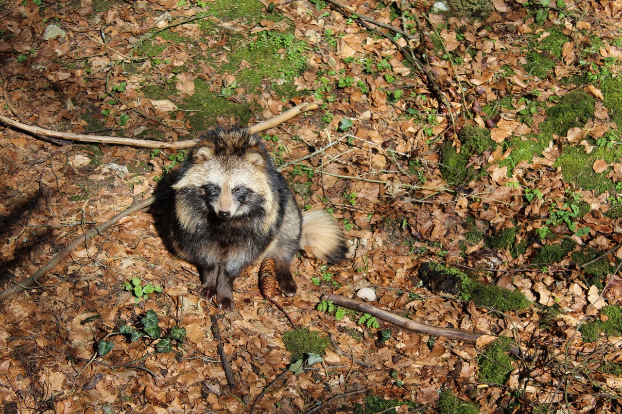 raccoon dog animal wildlife park free photo