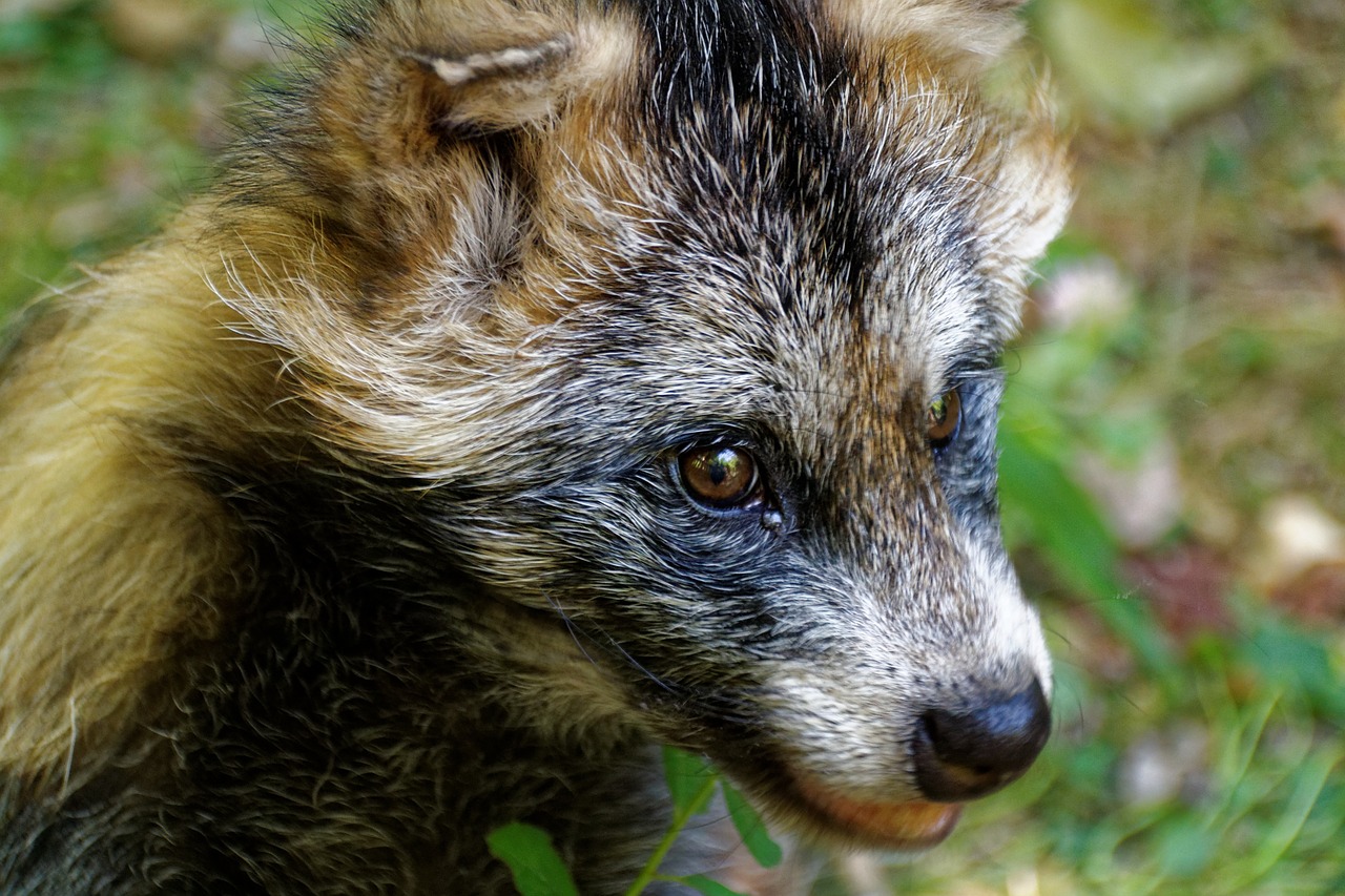 raccoon dog tanuki enok free photo