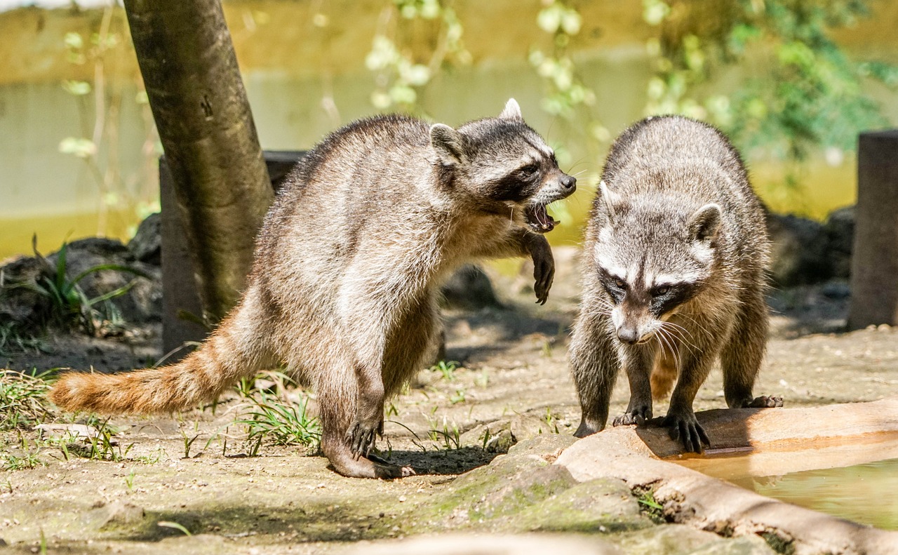 raccoons playing animal free photo