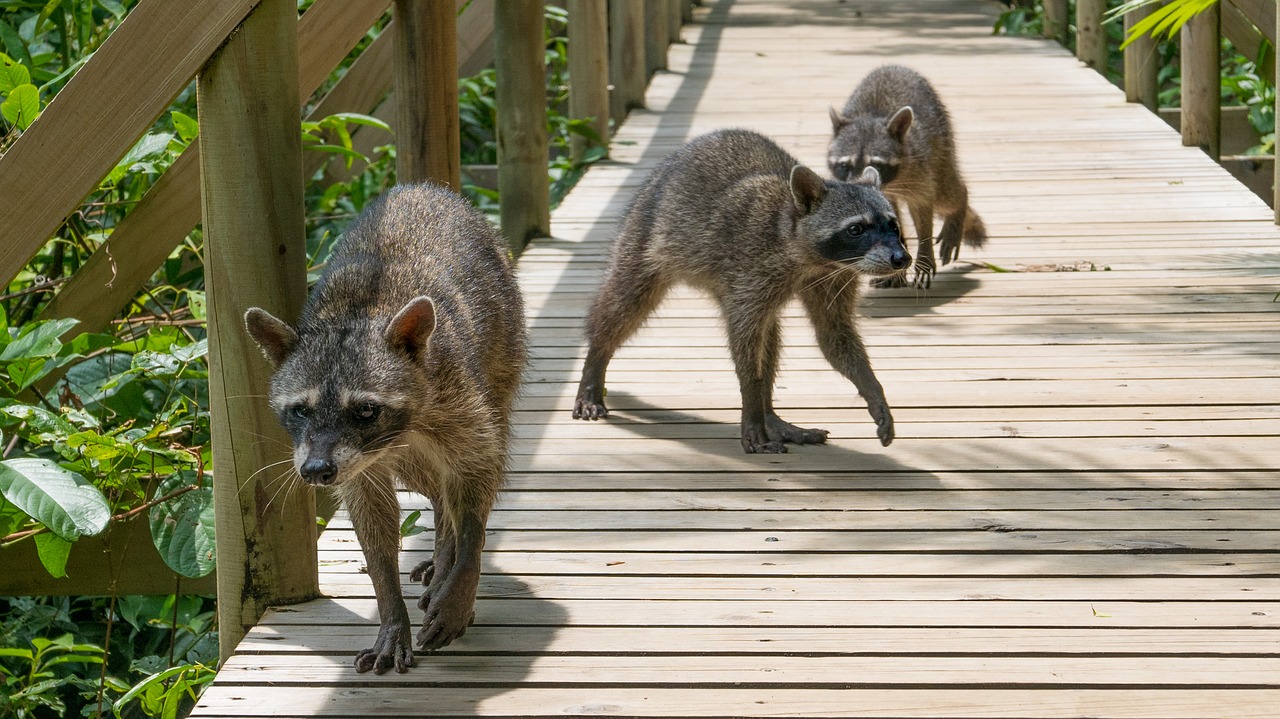 raccoons costa rica national park free photo
